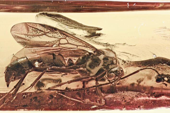 Large, Detailed Fossil Winged Ant (Formicidae) In Baltic Amber #307243